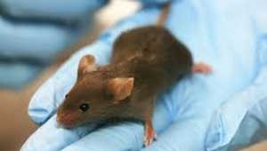 ratones-laboratorio