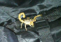 Encuentran un escorpión en su maleta tras unas vacaciones en España.